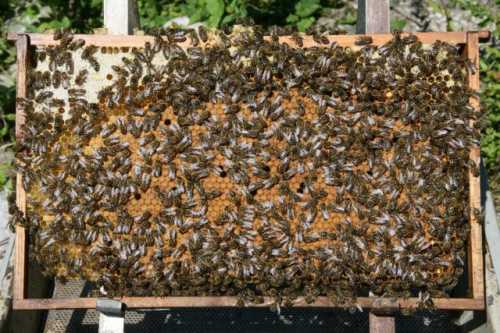 Как разводить пчел в деревне