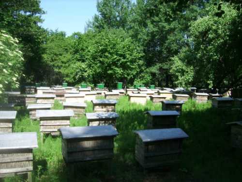 Комментарии, вопросы и разъяснения к Федеральному закону о пчеловодстве